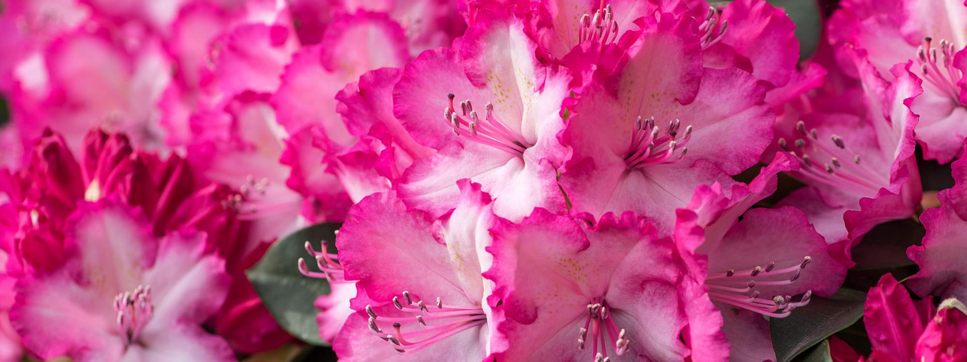 Wann ist die Blütezeit von Rhododendren und wie lange dauert sie?