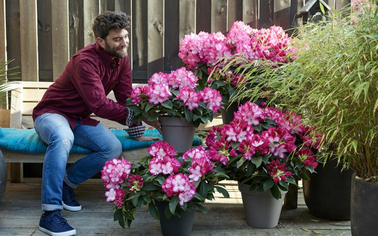 Comment prendre soin d’un rhododendron