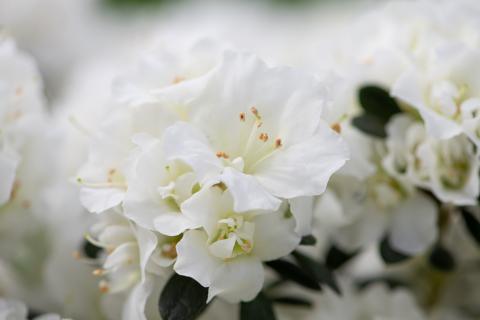Evergreen White