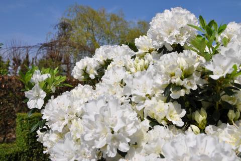 Hortinno® Garden Evergreen White